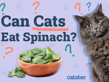 Can Cats Eat Spinach? Vet-Reviewed Nutritional Facts & FAQ