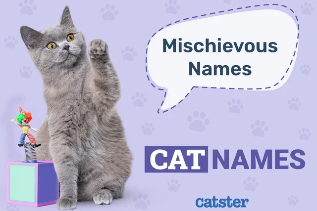 110 Mischievous Cat Names: Great Ideas for your Clever Cat