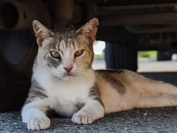 Can a Feral Cat Be Domesticated? Vet-Reviewed Facts & Considerations