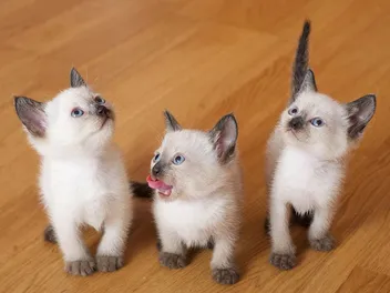 Siamese Kittens for Sale in Michigan: Breeders List 2026