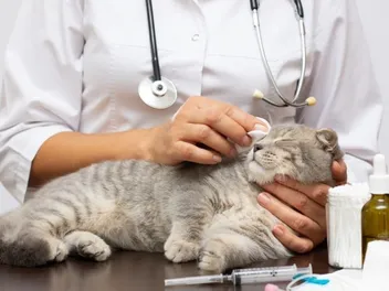 Papillomas in Cats: Causes, Care & Treatment (Vet Answer)