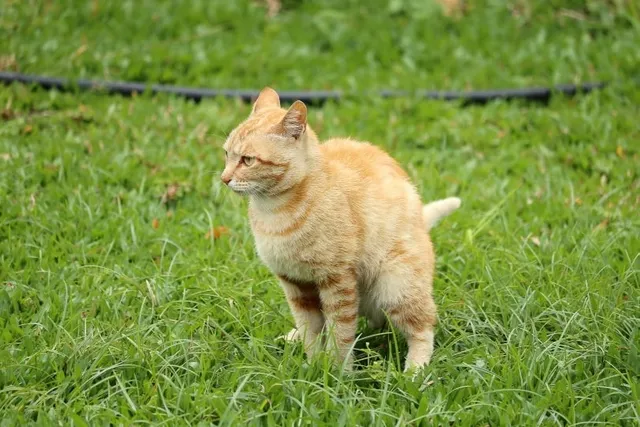 Why Does My Cat Have Diarrhea? 8 Vet-Reviewed Reasons