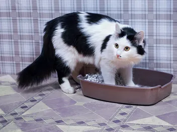 6 Best Paper Cat Litters in 2026 - Reviews & Top Picks