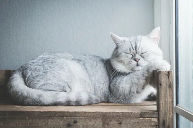 How Is My Cat Sleeping with Their Head Up? Vet-Reviewed Facts & FAQ