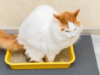 Why Is My Cat Leaking Poop? 5 Vet-Reviewed Reasons & Treatment