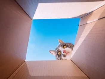 Why Does My Cat Chew on Cardboard Boxes? 6 Vet-Reviewed Reasons