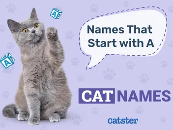 Most Popular Cat Names That Start With A for Your Amazing Pet