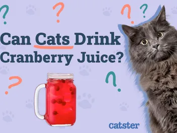 Can Cats Drink Cranberry Juice? Vet-Reviewed Facts & FAQ