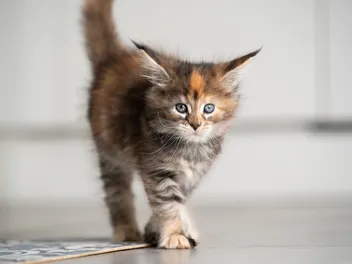 3-Month-Old Kitten: What to Expect (Vet Approved)
