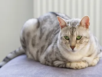 Silver Bengal Cat Breed: Info, Pictures, Origins & History