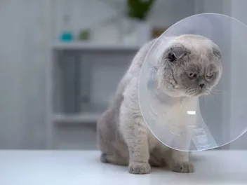 How to Care for a Cat After Surgery: 12 Vet-Approved Tips