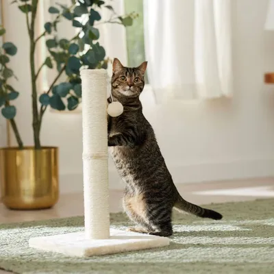 Frisco 21-inch Sisal Cat Scratching Post with Toy