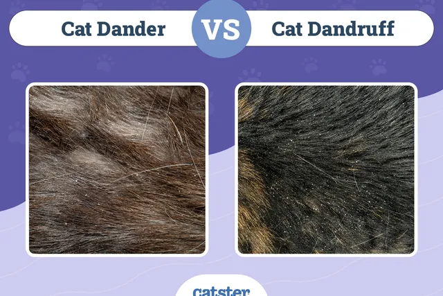 Cat Dander vs Dandruff: How to Tell Them Apart (With Pictures)