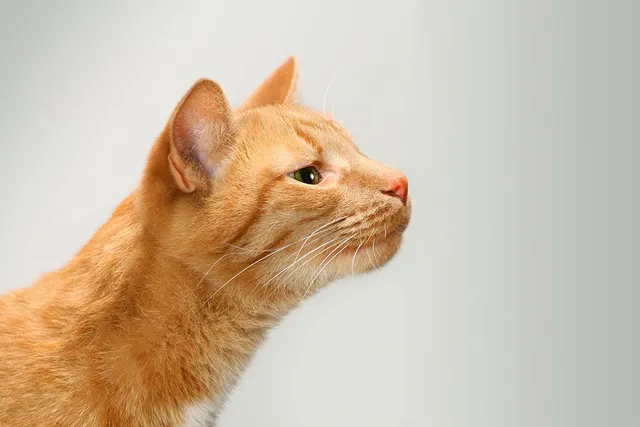 Is a Cat’s Sense of Smell Stronger Than a Dog’s?
