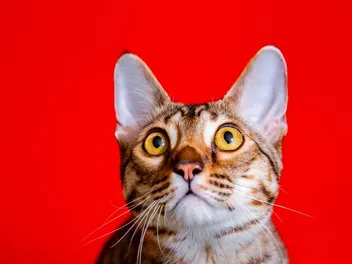 What's an F6 Savannah Cat? Info, Facts, Pictures & History