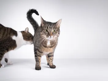 Why Do Cats Smell Other Cats' Butts? Vet-Reviewed Behavior & Communication Facts