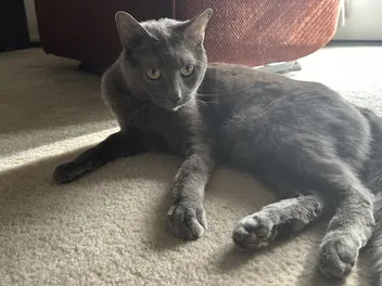 Why Are Some People Afraid of Cats? How Olga Reacts to Other Humans