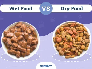 Wet vs. Dry Cat Food: Vet-Approved Facts & Key Differences
