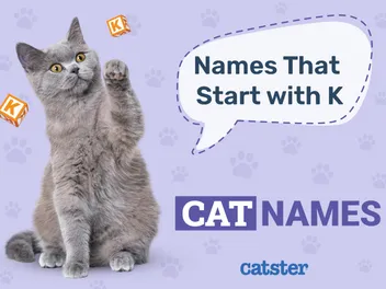250 Cat Names That Start With K: Chic & Creative Options
