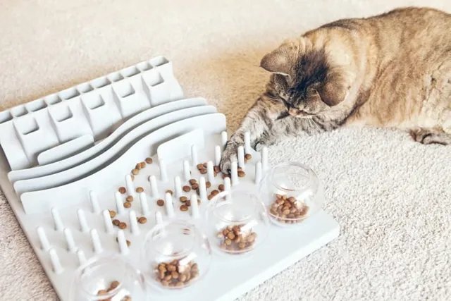10 DIY Puzzle Cat Feeders You Can Make Today (With Pictures)