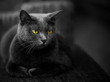12 Creepy Cat Facts That Some People May Find Disturbing!