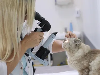 Chlamydia in Cats: Our Vet Explains the Causes, Signs & Treatments