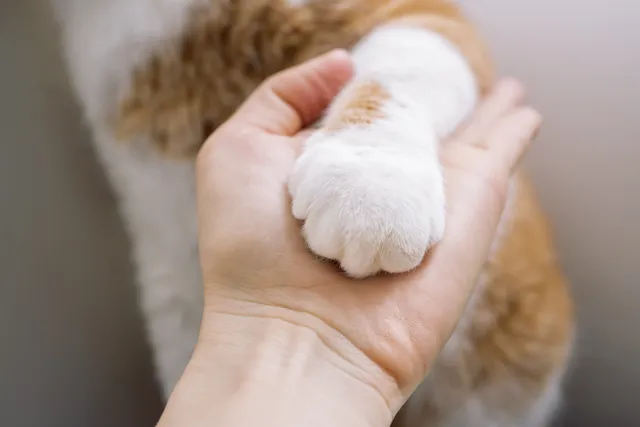 Declawing Cats: Our Vet Explains the Truth, History & Alternatives