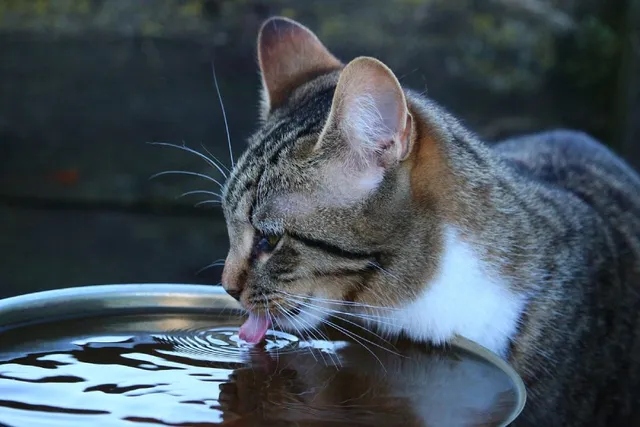 Why Is My Cat Drinking So Much Water? Our Vet Explains