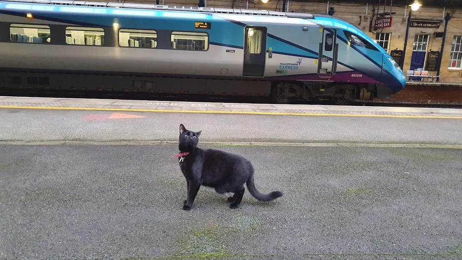 Bolt the cat in front of a train