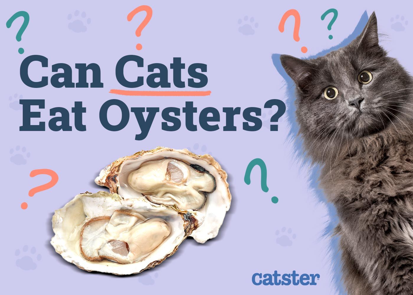 Can Cats Eat Oysters