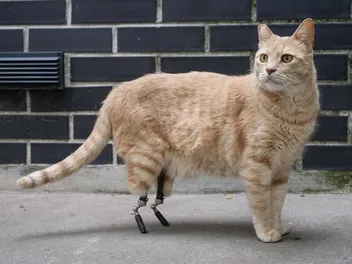 Prosthetics for Cats: Vet-Verified Info & Success Stories