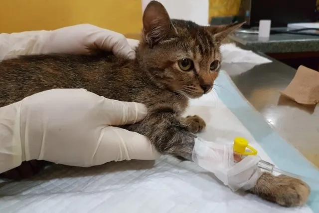 What’s the Cost of Chemotherapy for Cats? 2026 Price Overview (Vet-Verified)