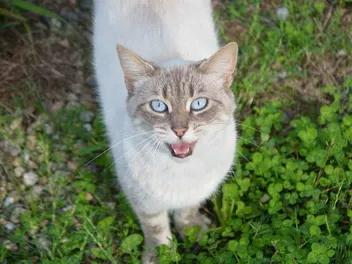 Why Does My Cat Chase Me? 8 Vet-Reviewed Reasons & What to Do