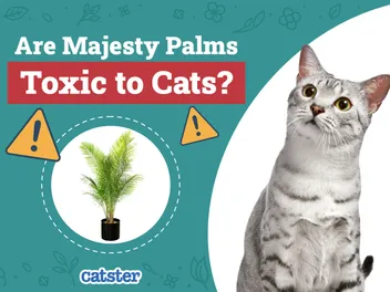 Are Majesty Palms Toxic to Cats? Vet-Reviewed Houseplants Examined