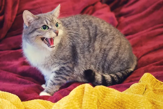 Cat Resource Guarding: Vet-Reviewed Causes & What to Do