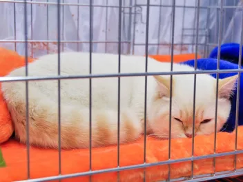 Cage Rest for Cats: 6 Vet Approved Tips to Get Your Cats to Take Bed Rest Seriously