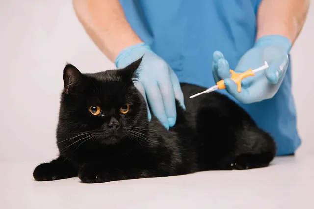 How Much Does It Cost to Microchip a Cat? (2026 Update)