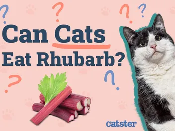 Can Cats Eat Rhubarb? Vet-Reviewed Risks & Alternatives