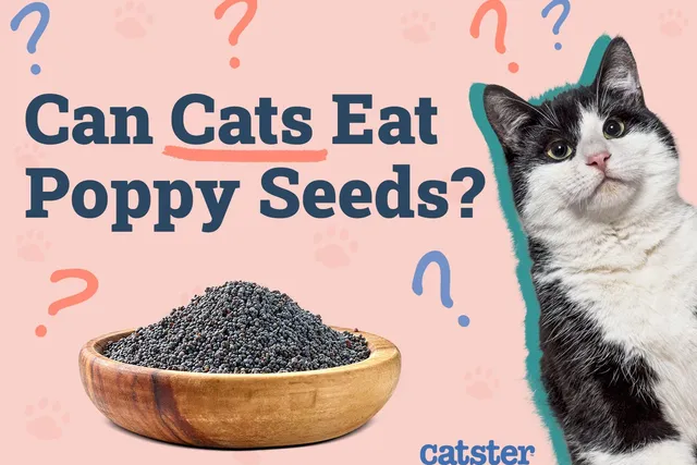 Can Cats Eat Poppy Seeds? Vet-Reviewed Risks & Precautions