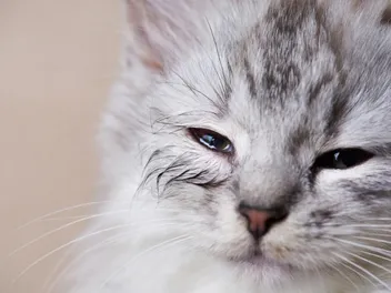 Blocked Tear Duct in Cats (Epiphora): Our Vet Explains Causes, Diagnosis & Treatment