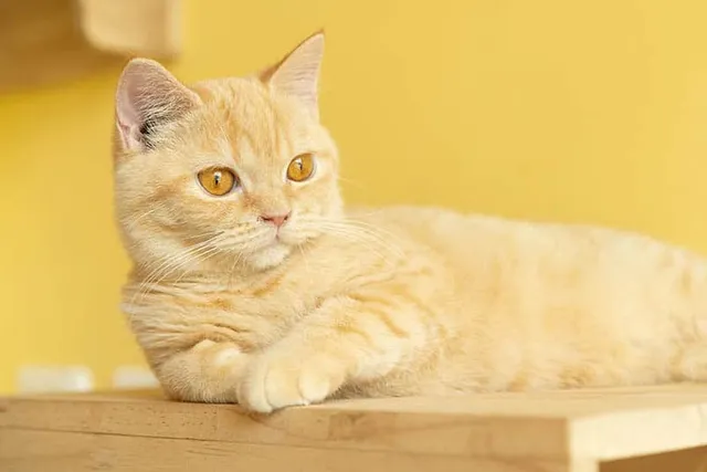Orange Munchkin Cat: Info, Pictures, Origin & History