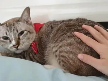 Why Do Cats Like Their Butt Patted? 7 Vet-Reviewed Reasons