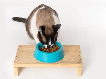 Do Cats Stress Eat or Have Comfort Food? Our Vet Explains Feline Eating Behavior