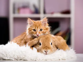 How to Introduce a Cat to a Rabbit (5 Vet-Reviewed Tips)