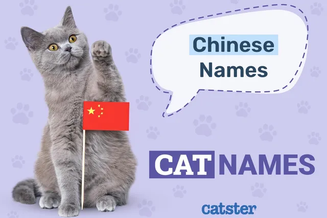 120+ Chinese Cat Names: Ideas for Interesting & Intriguing Cats