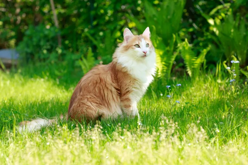 shaded cameo norwegian forest cat sitting outdoor