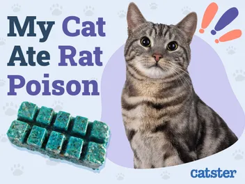 My Cat Ate Rat Poison: Symptoms & What to Do (Vet Answer)