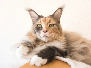 13 Cat Breeds With Ear Tufts (With Info & Pictures)