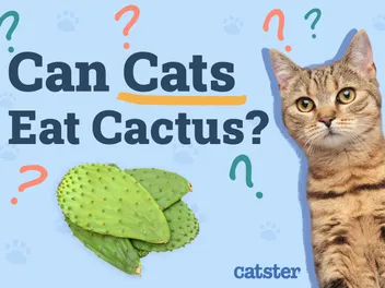 Can Cats Eat Cactus? Vet-Approved Facts & FAQ