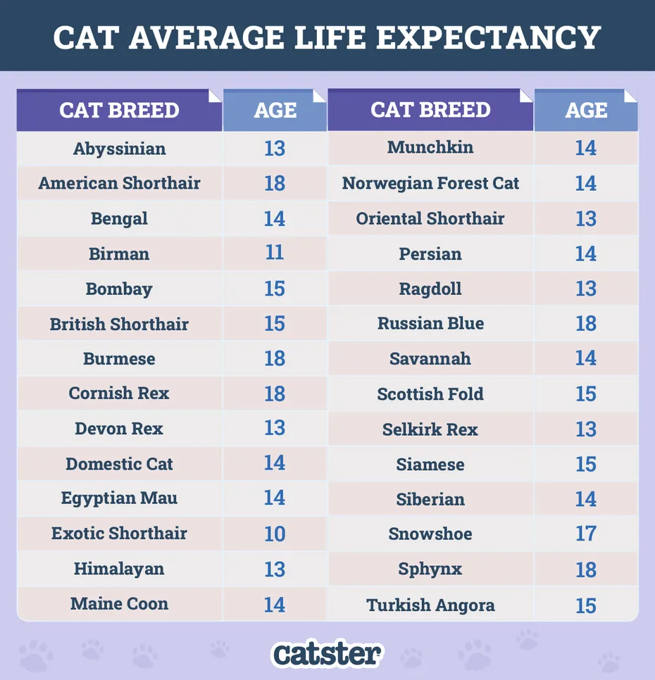 Cat Average Life Expectancy